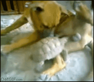 0iqQY6I.gif