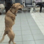 dpdhpgt.gif